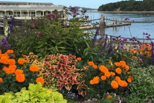 a close up of a flower garden