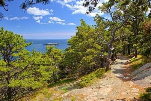 a close up of a hillside next to a tree