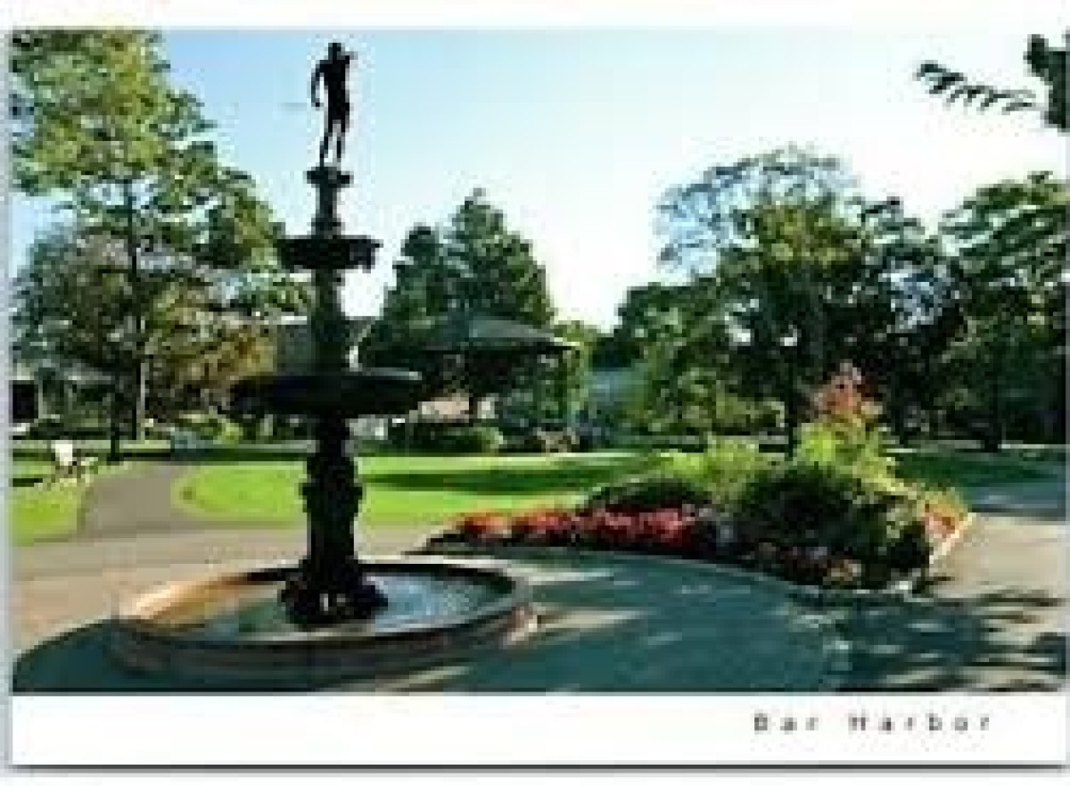 a close up of a tree