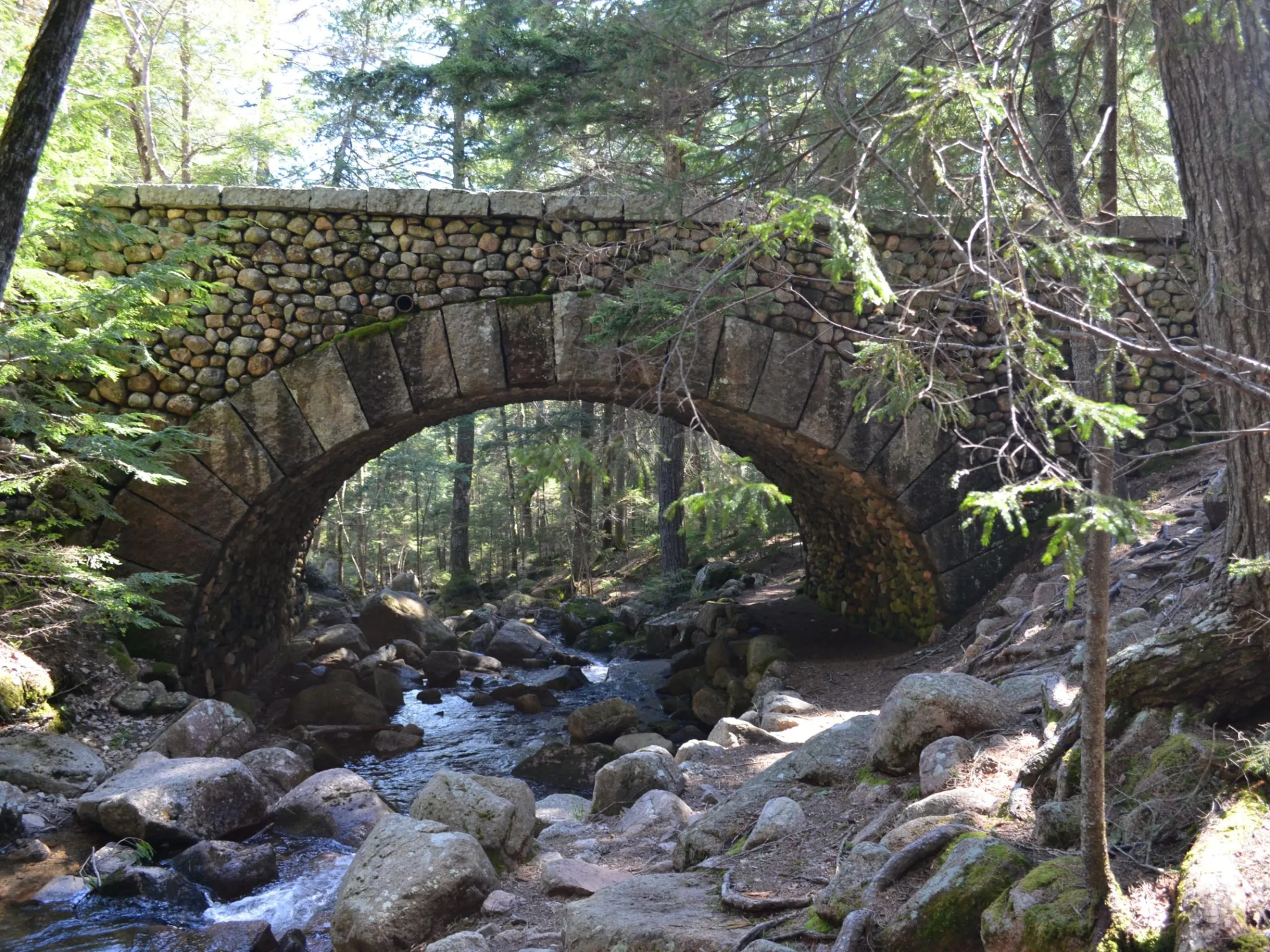 a tree in front of a large rock