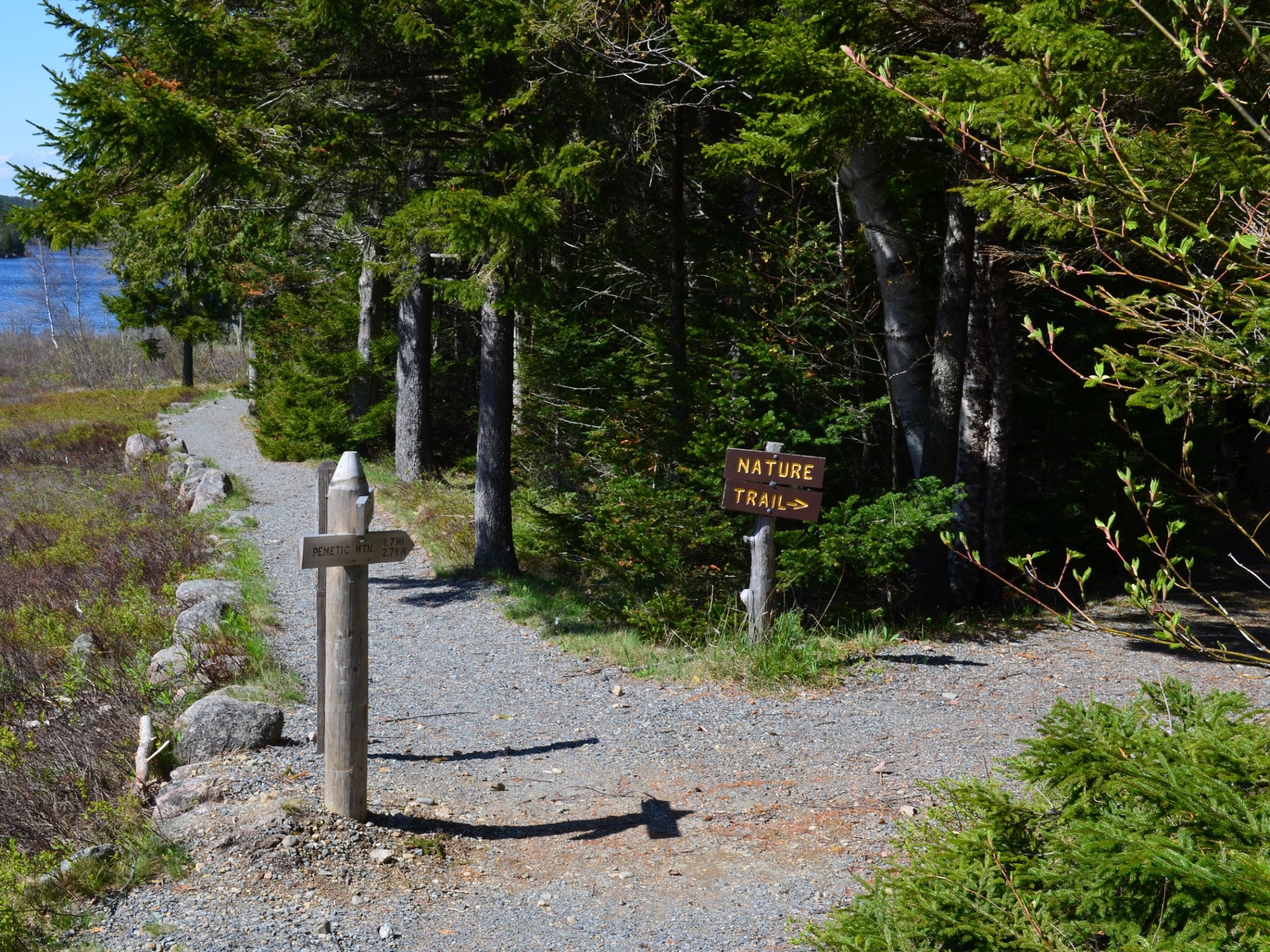 a fire hydrant on the side of a lake surrounded by trees