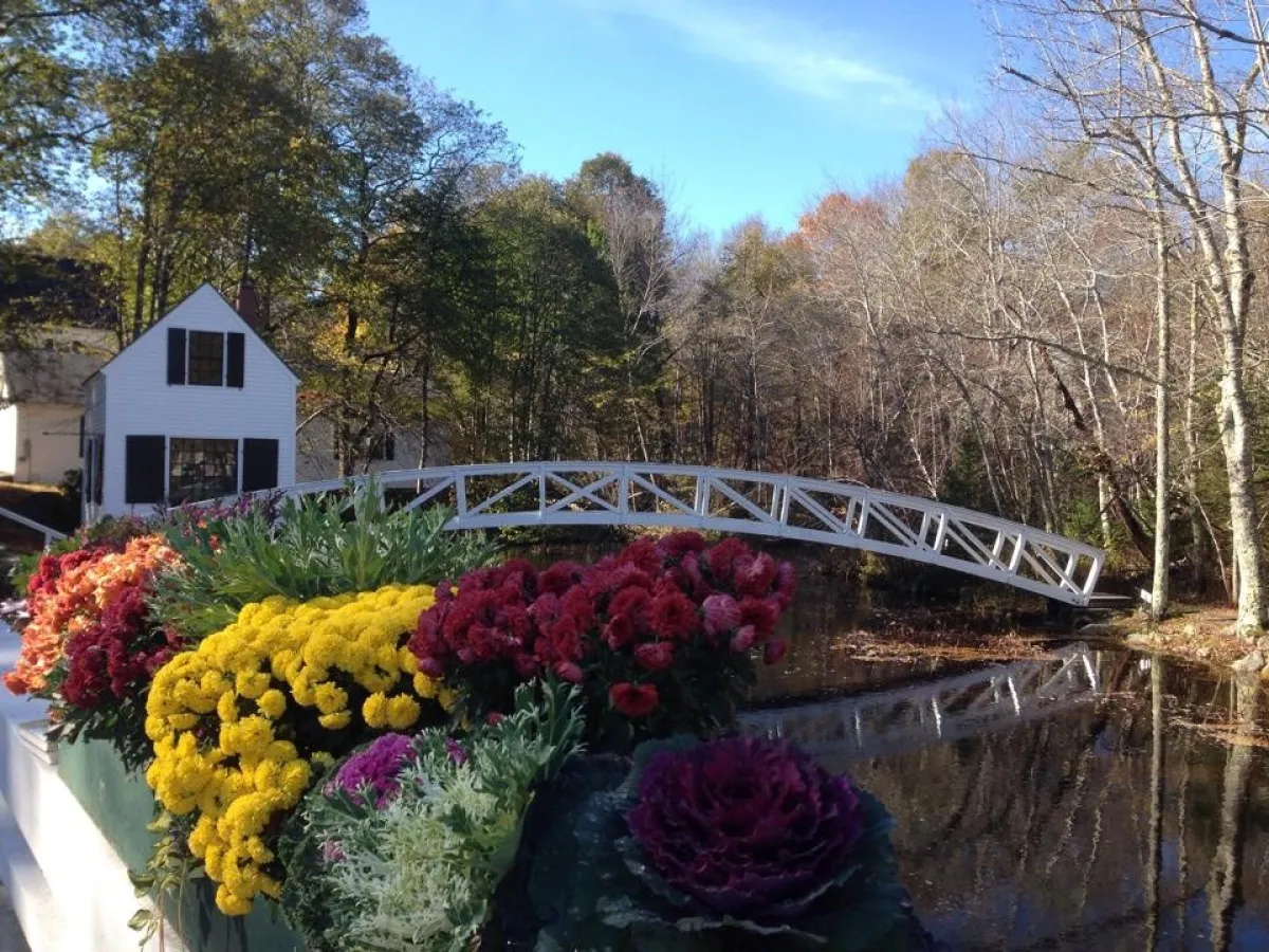 a group of colorful flowers