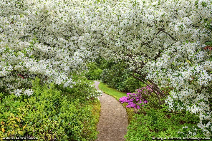 a close up of a flower garden