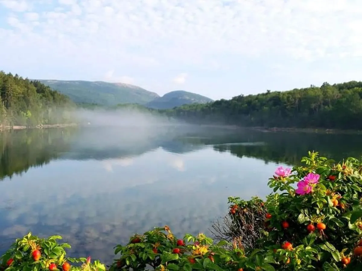 a flower in a body of water surrounded by trees