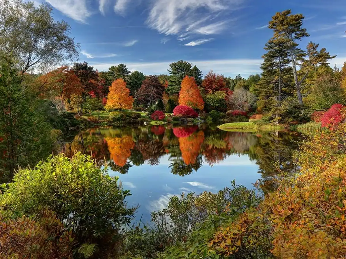 a view of a lake surrounded by forest