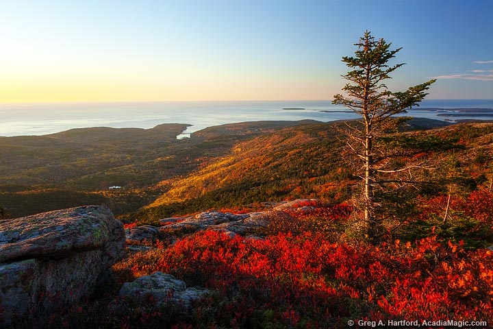 Scenic view of autumn landscape with tree, hills, and ocean at sunset.
